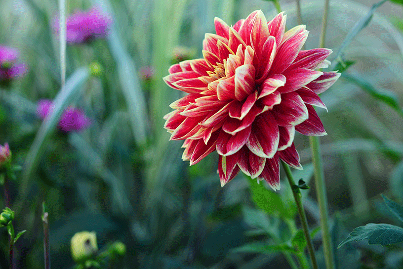 Dahlia